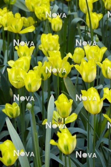 N1913566 Tulipa viridiflora Yellow Spring Green