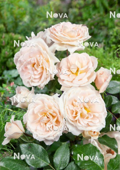 N0803339 Rosa Lions Rose ®