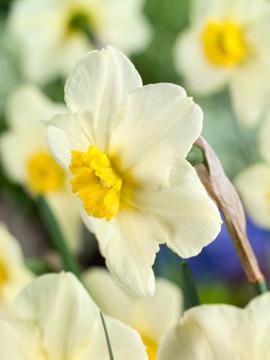 Blumenzwiebel und Knollen, Frühlingsblüher, Narcissus (Genus), Narcissus Small-Cupped
