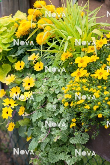 N1515736 Plant container with annuals in yellow color tones