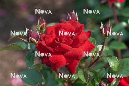 N0803478 Rosa Crimson Bouquet