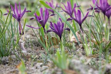 Frühlingsblüher, Frühlingserwachen, Frühlingsstimmung, Iris reticulata