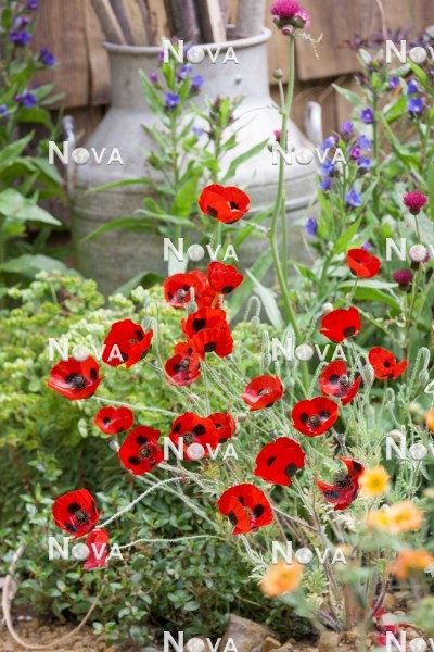 N0919571 Flower bed with Papaver