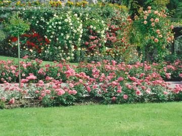 Mixture (Mix), Rosa (Genus), Rose border, Rose garden