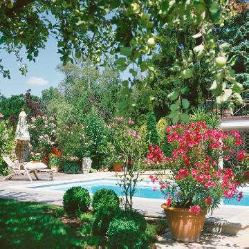 Buxus (Genus), Garten, Liege, plant container «Gefäße», Rosebay, Summertime, Swimming pool