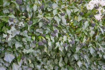 Common Ivy, hedge, infructescence, ivy (Genus)