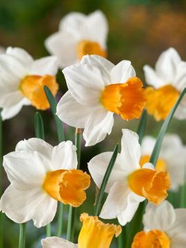 C.W. van der Hulst, Narcissus cyclamineus