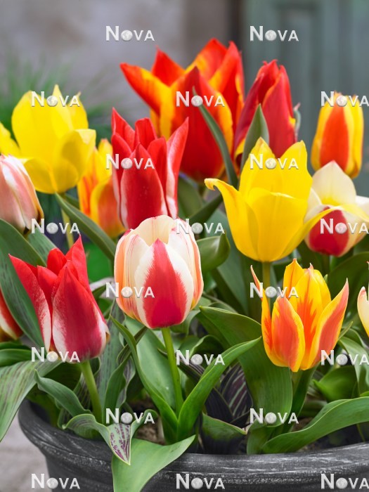 N1920561 Tulipa greigii mix in pot