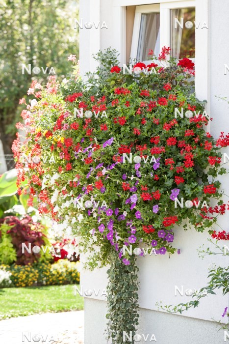 N1520586 Window box with annuals