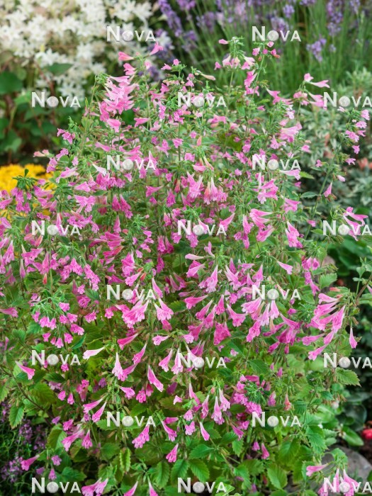 N0922616 Calamintha grandiflora