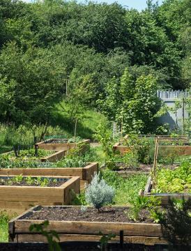 Gemüsepflanzen, Raised Bed, Urban Garden