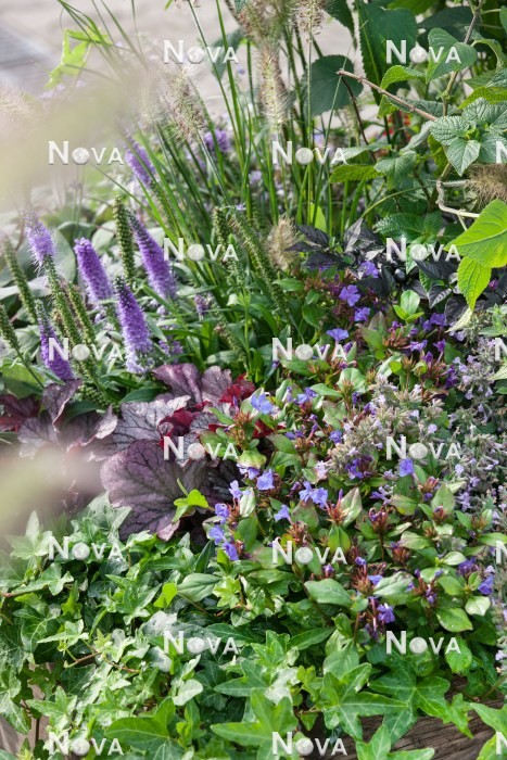 N0924856 Herbstliche Bepflanzung in blauen und violetten Farbtönen