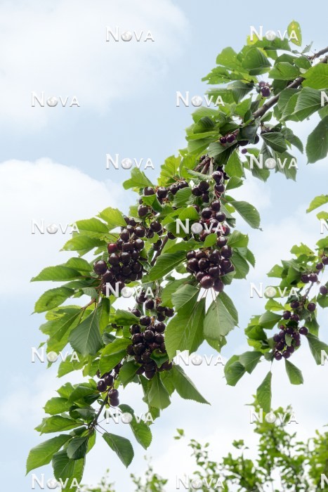 N0702695 Prunus avium