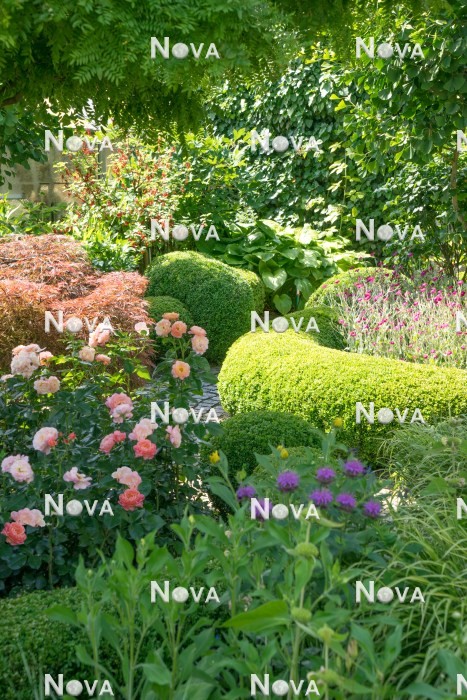 N0115236 Gartengestaltung mit Buxus microphylla