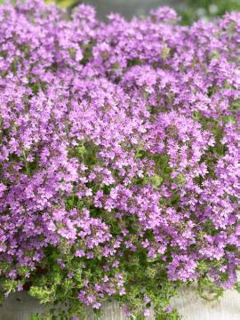 Wolly Creeping Thyme