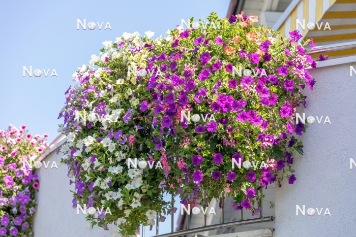 N1522479 Balkonbepflanzung mit Petunia und Pelargonium