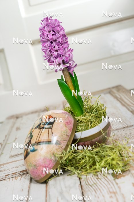 N1922697 Easter decoration with Hyacinthus