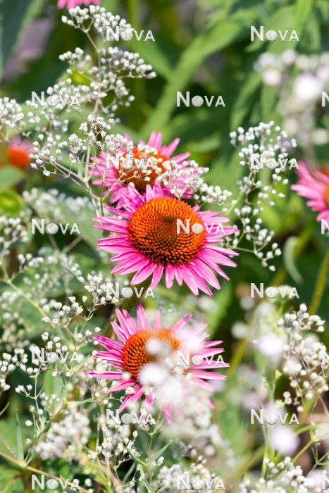 N0925504 Impression with Echinacea and Gypsophila