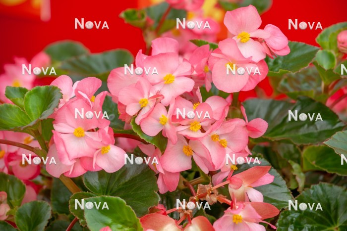 N1923509 Begonia Megawatt™ Rose Green Leaf Improved