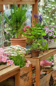 Argyranthemum frutescens, calibrachoa (Genus), Common Ivy, glas house, Mixture (Mix), Rosemary, Strawberry, Tontöpfe