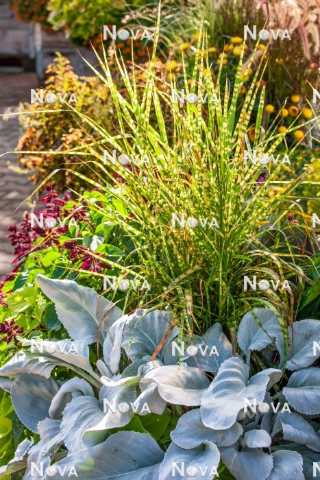 N0928570 Fall planting with ornamental grass