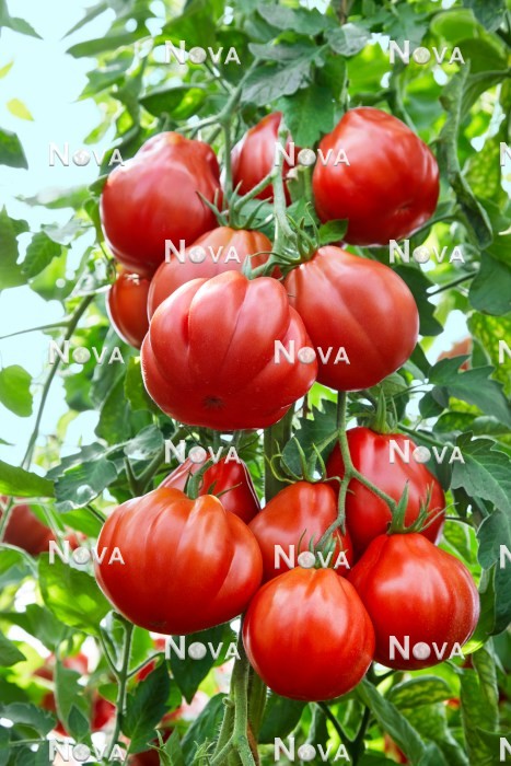 N1712563 Solanum Puzata Hata