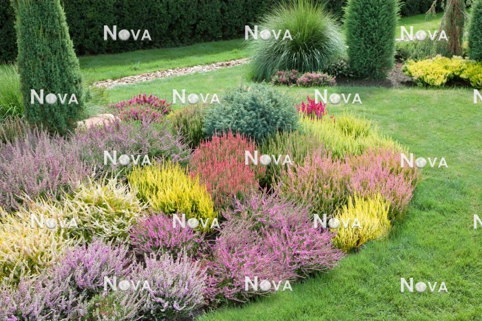 N1003164 Heather garden with Calluna, ornamental grasses and coniferes