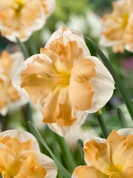 Frühlingsblüher, Narcissus Split-Corona, W. van Lierop