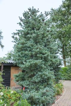 Conifer, fir (Genus), White Fir