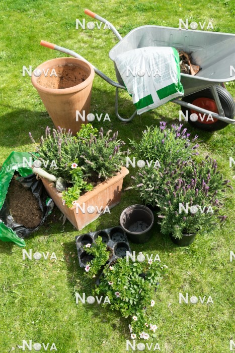 N0600336 Planting of a terracotta pot