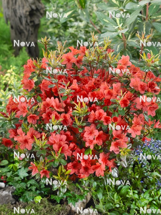N0203606 Rhododendron Stewartstown