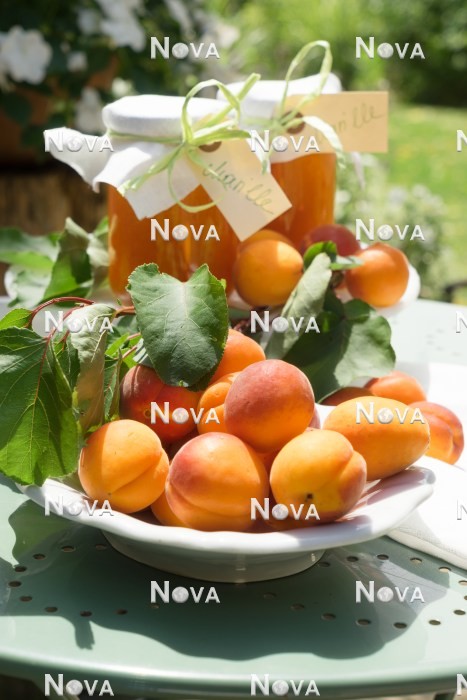 N0702569 Prunus armeniaca