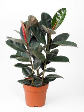 Indian Rubber Tree, white background