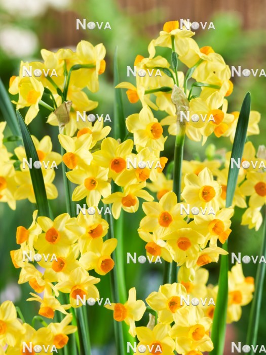 N1922851 Narcissus Innisidgen