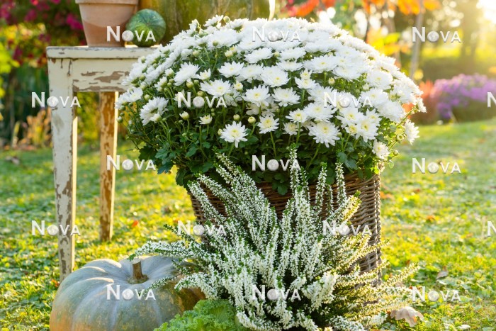 N2301620 Fall decoration in white color tones