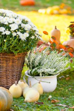 Calluna vulgaris, Chrysanthemum (Genus), Cucurbita pepo, Herbst, Herbstdekoration, herbstlich, Herbstpflanzen, Korb, Pflanzgefäß, Pflanzgefäße
