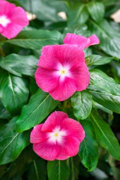 Catharanthus Cora ® XDR Serie, Catharanthus roseus