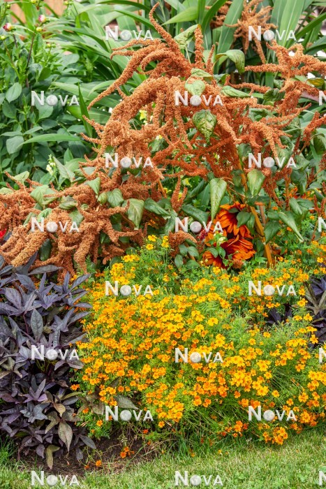 N1524967 Buntes Sommerblumen Beet mit Amaranthus Hot Biscuits