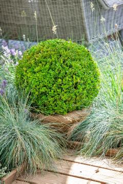 Common Box, topiary pruning