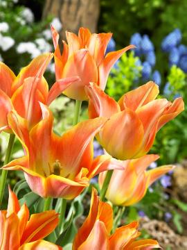 Tulipa Lily Flowered