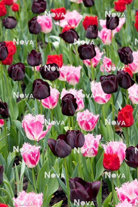 N1925426 Tulipa mix