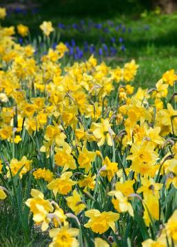 daffodil (Genus), Springtime