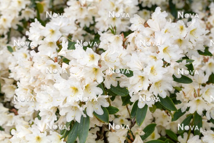 N0204806 Rhododendron INKARHO-Dufthecke ® Weiß