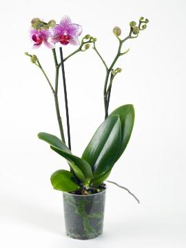moth orchid (Genus), white background