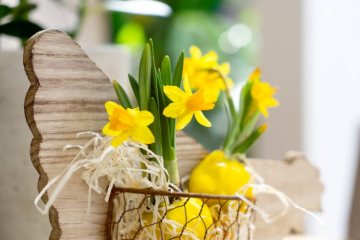 Blumenzwiebel, daffodil (Genus), Easter