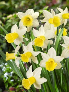 Narcissus Small-Cupped