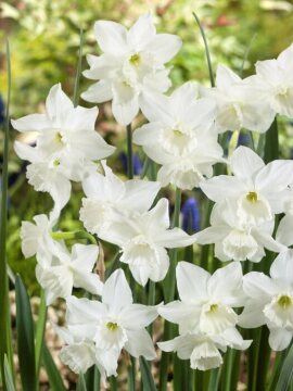 Narcissus triandrus