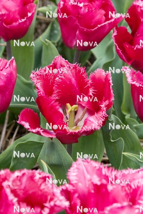 N1916962 Tulipa Crispa Split