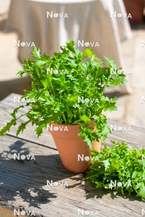 N1713302 Brassica rapa subsp. nipposinica in pot