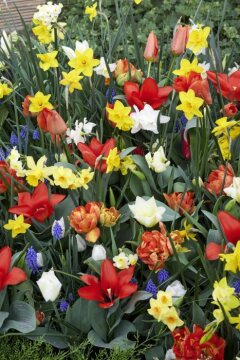 daffodil (Genus), Muscari armeniacum, tulip (Genus)